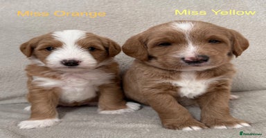 Australian Labradoodle dogs - Advert 11