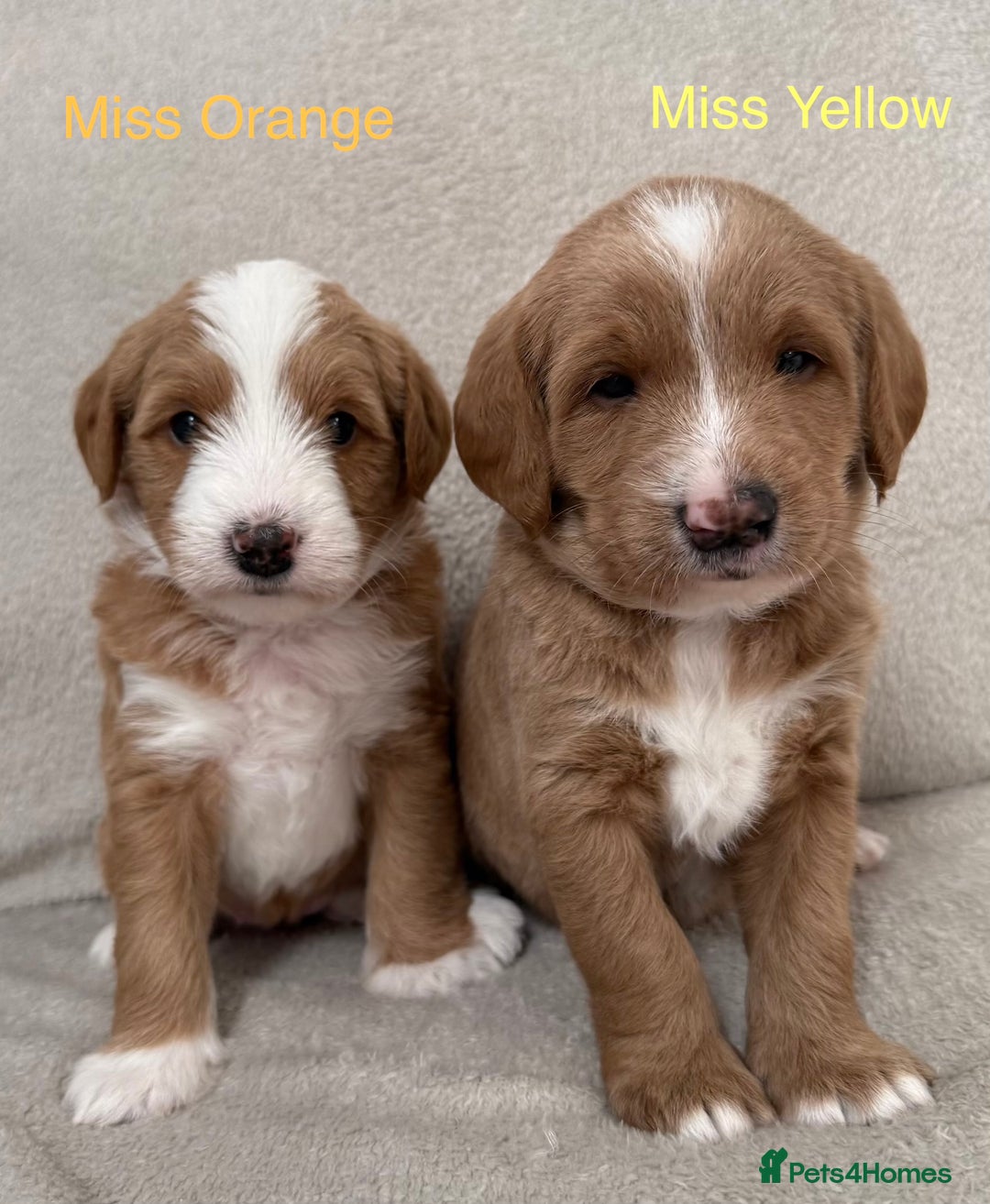 Australian Labradoodle dogs for sale: Australian Labradoodle Pups  - Advert 6