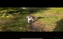 Pointer dogs for sale: ⭐️ 2 beautiful boys looking for forever homes⭐️ - Image 13
