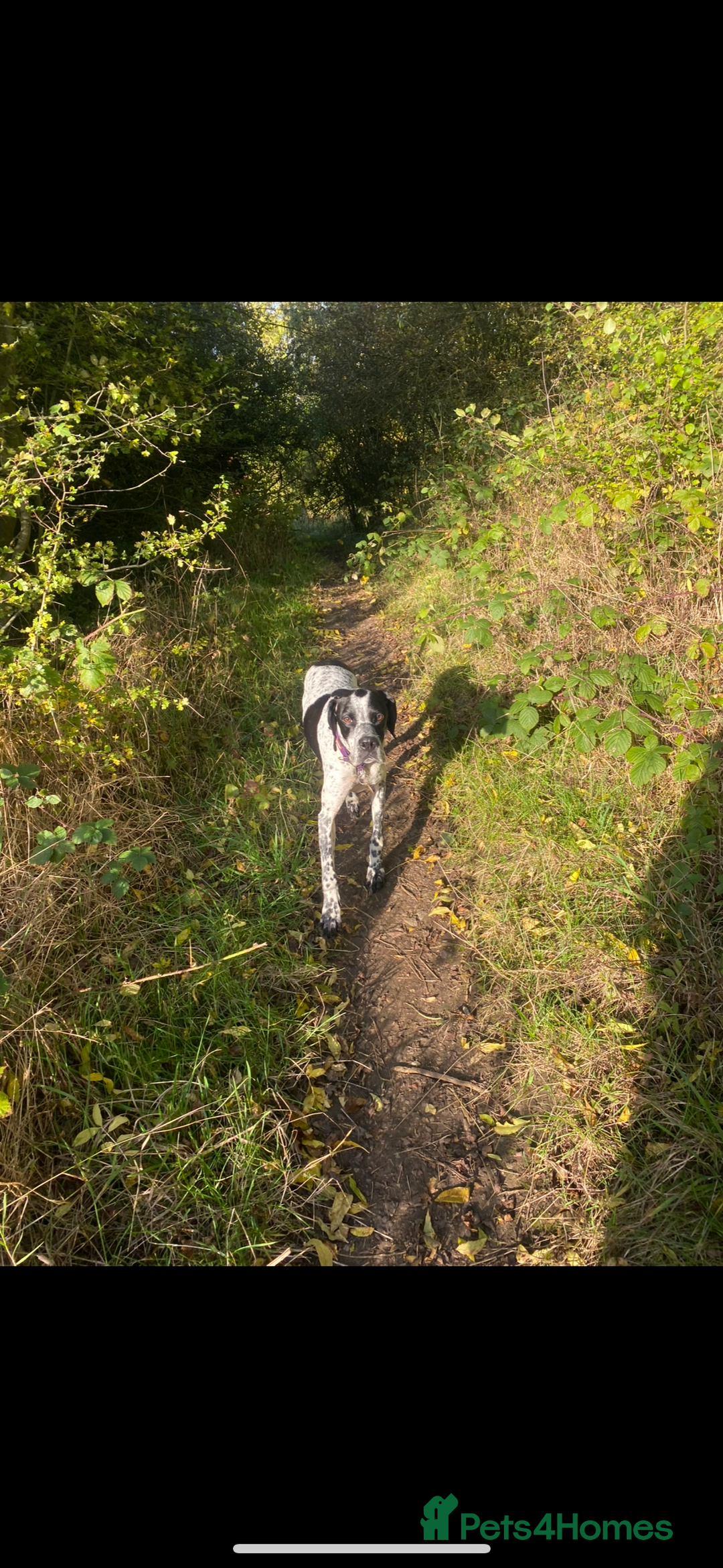 Pointer dogs for sale: ⭐️ 2 beautiful boys looking for forever homes⭐️ - Image 13