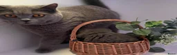 British Shorthair cats for sale: British short hair boy- GCCF registered - Advert 1