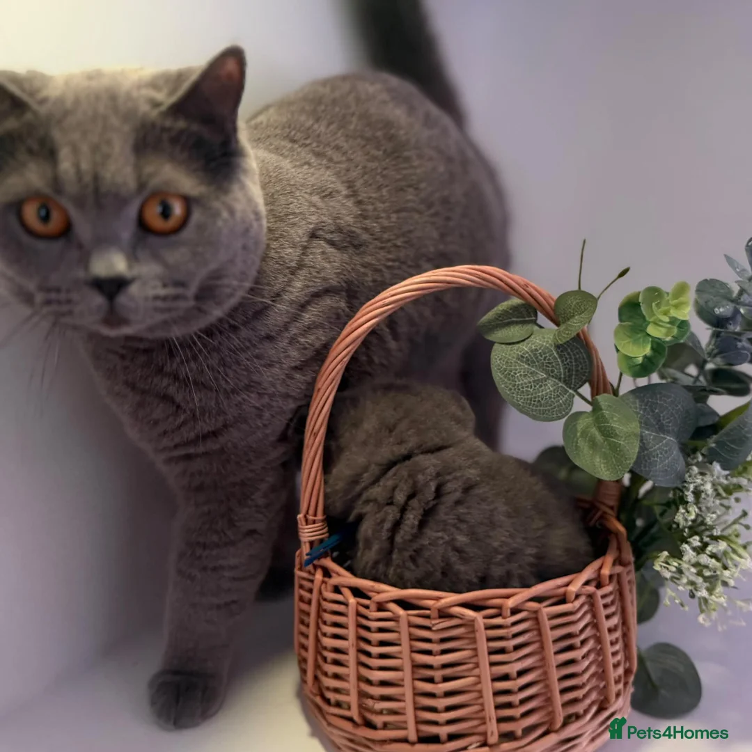 British Shorthair cats for sale: British short hair boy- GCCF registered - Advert 1
