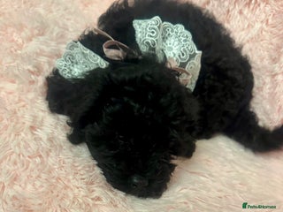 Cavapoo dogs Ready now, extensively health tested F1 cavapoo - Advert 6