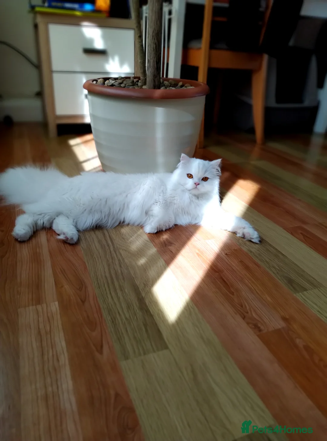 Scottish Fold cats for sale: Scottish fold and straight ear girl's ❤️ - Advert 13