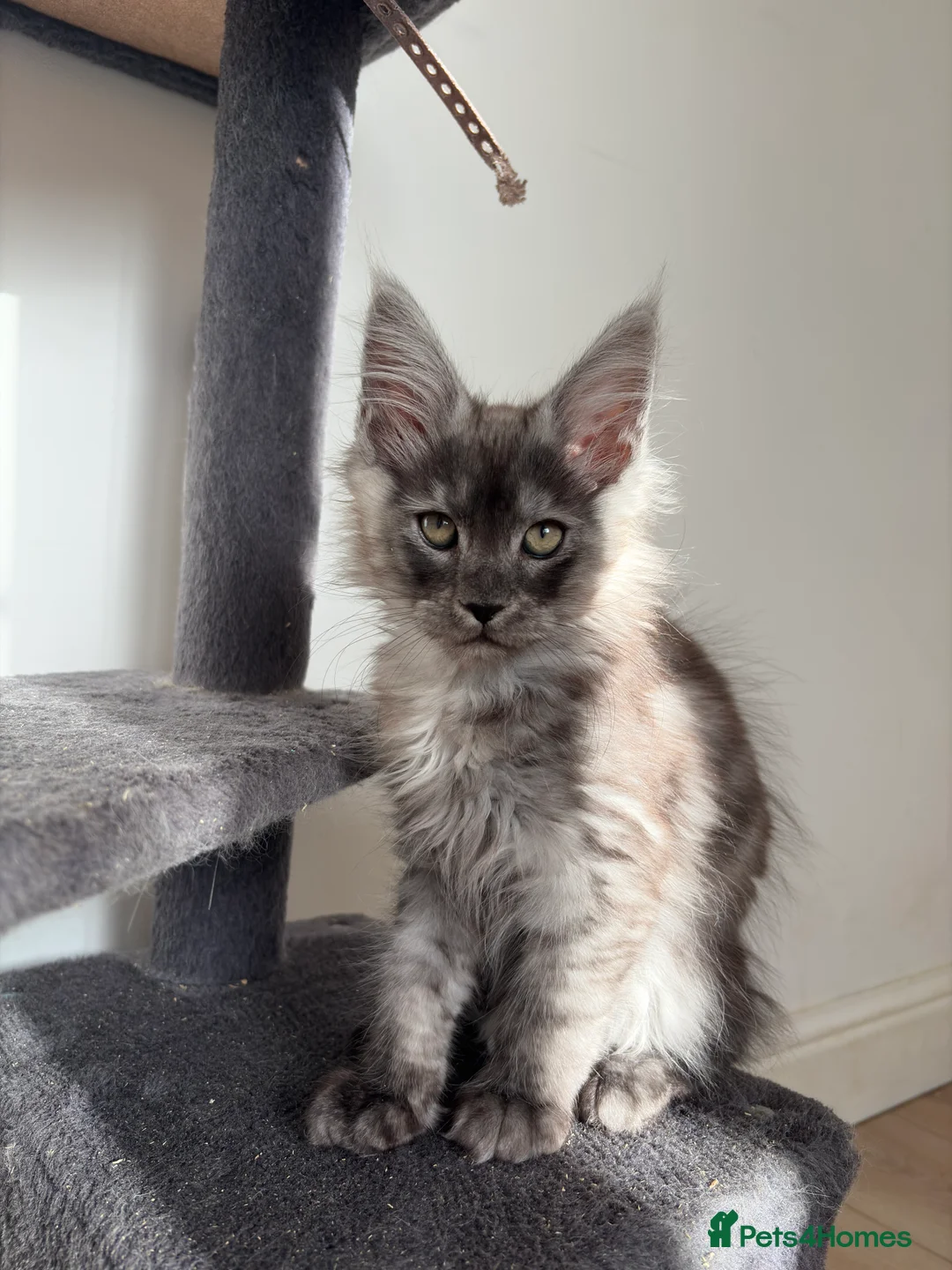 Maine Coon cats for sale: Maine Coon Kittens  - Advert 12