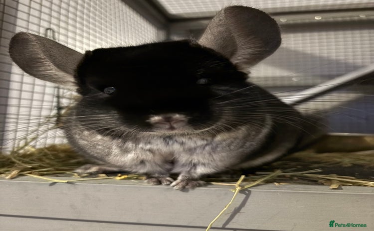 Chinchilla rodents - Advert 1