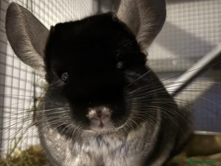 Chinchilla rodents - Advert 4