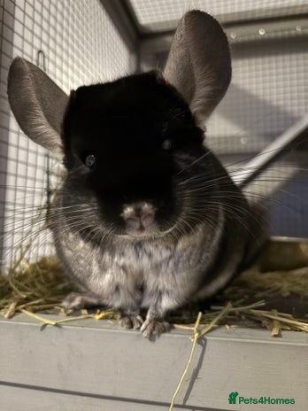 Chinchilla rodents - Advert 1