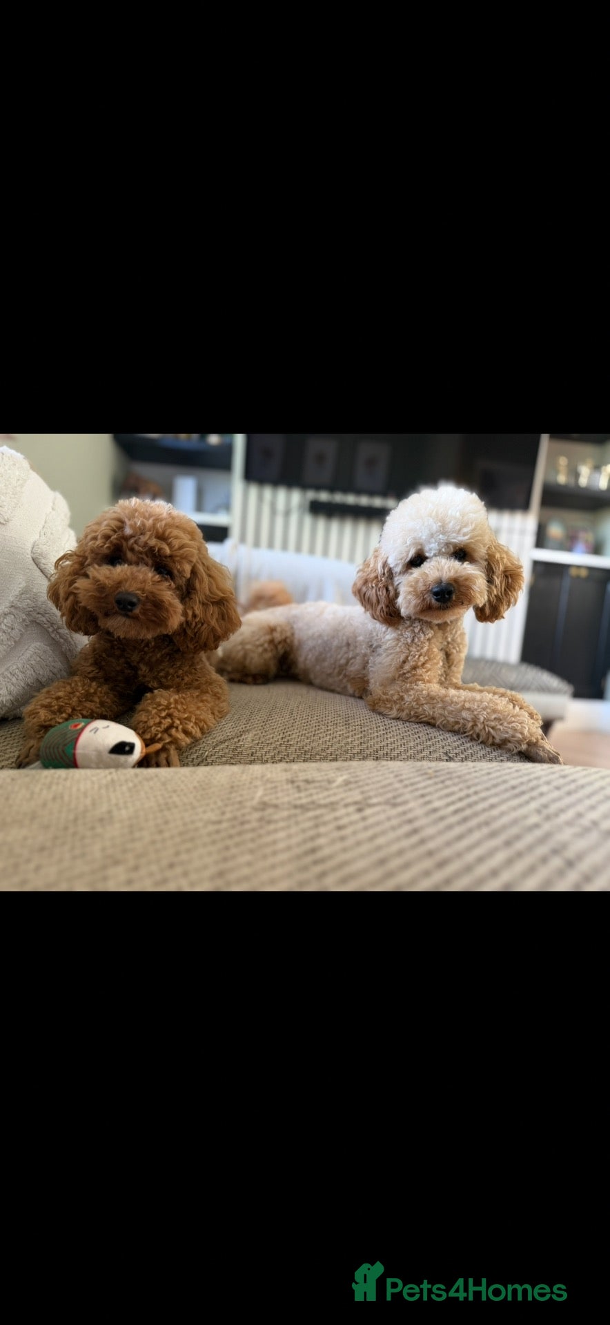 Toy Poodle dogs for sale: Gorgeous toy poodle puppies.  - Advert 6
