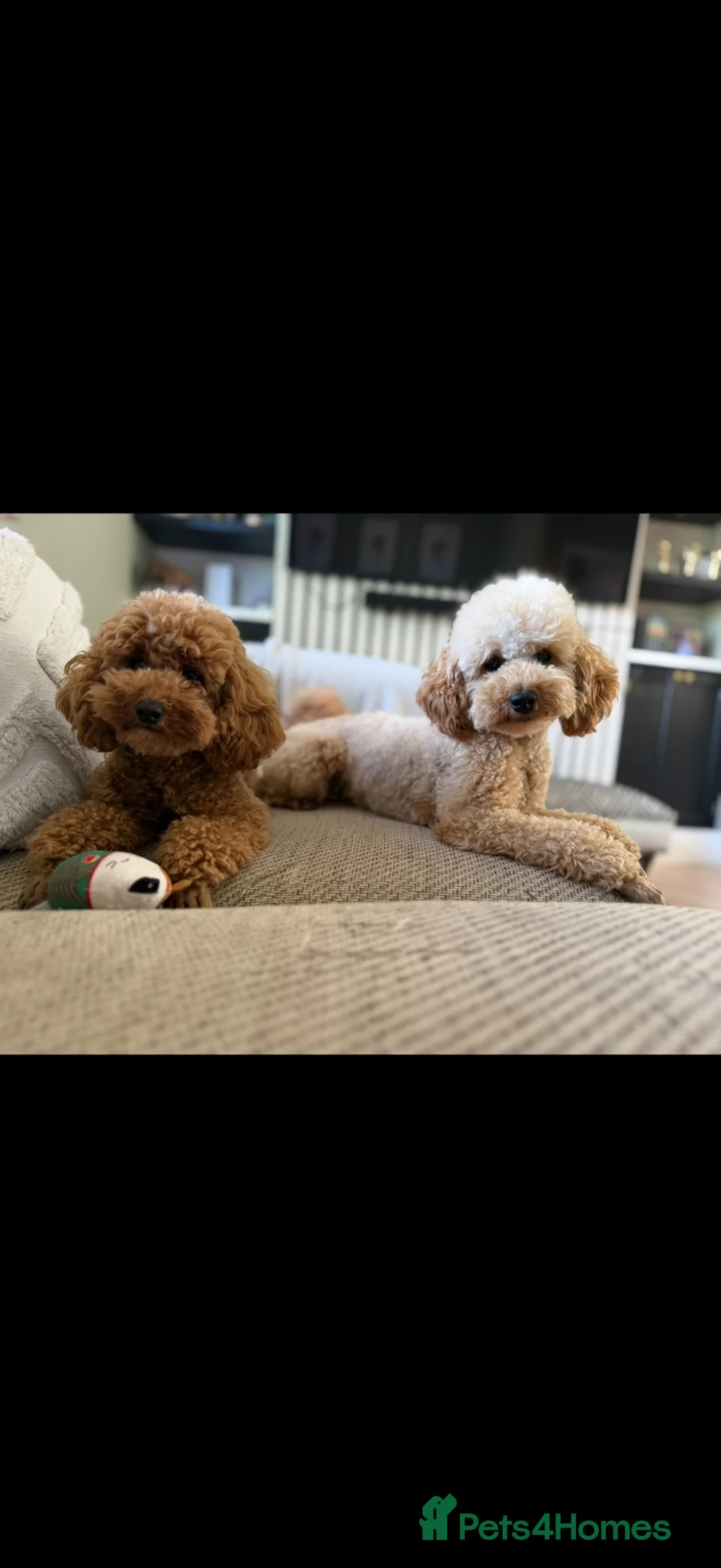 Toy Poodle dogs for sale: Gorgeous toy poodle puppies.  - Advert 1