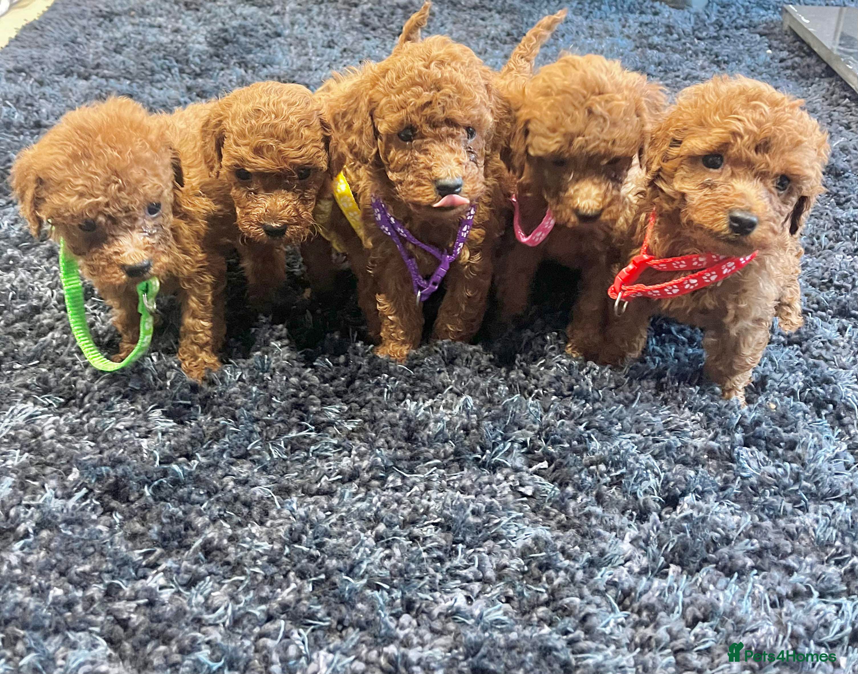 Miniature Poodle dogs FOX Red Miniature Poodles!!! 400 Health Tests!! - Advert 2