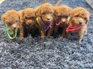 Miniature Poodle dogs FOX Red Miniature Poodles!!! 400 Health Tests!! - Advert 12