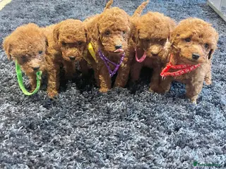 Miniature Poodle dogs FOX Red Miniature Poodles!!! 400 Health Tests!! - Advert 1