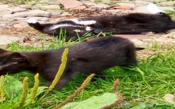 Mixed Breed cats for sale: Lovely  kittens  ready  to go - Image 4
