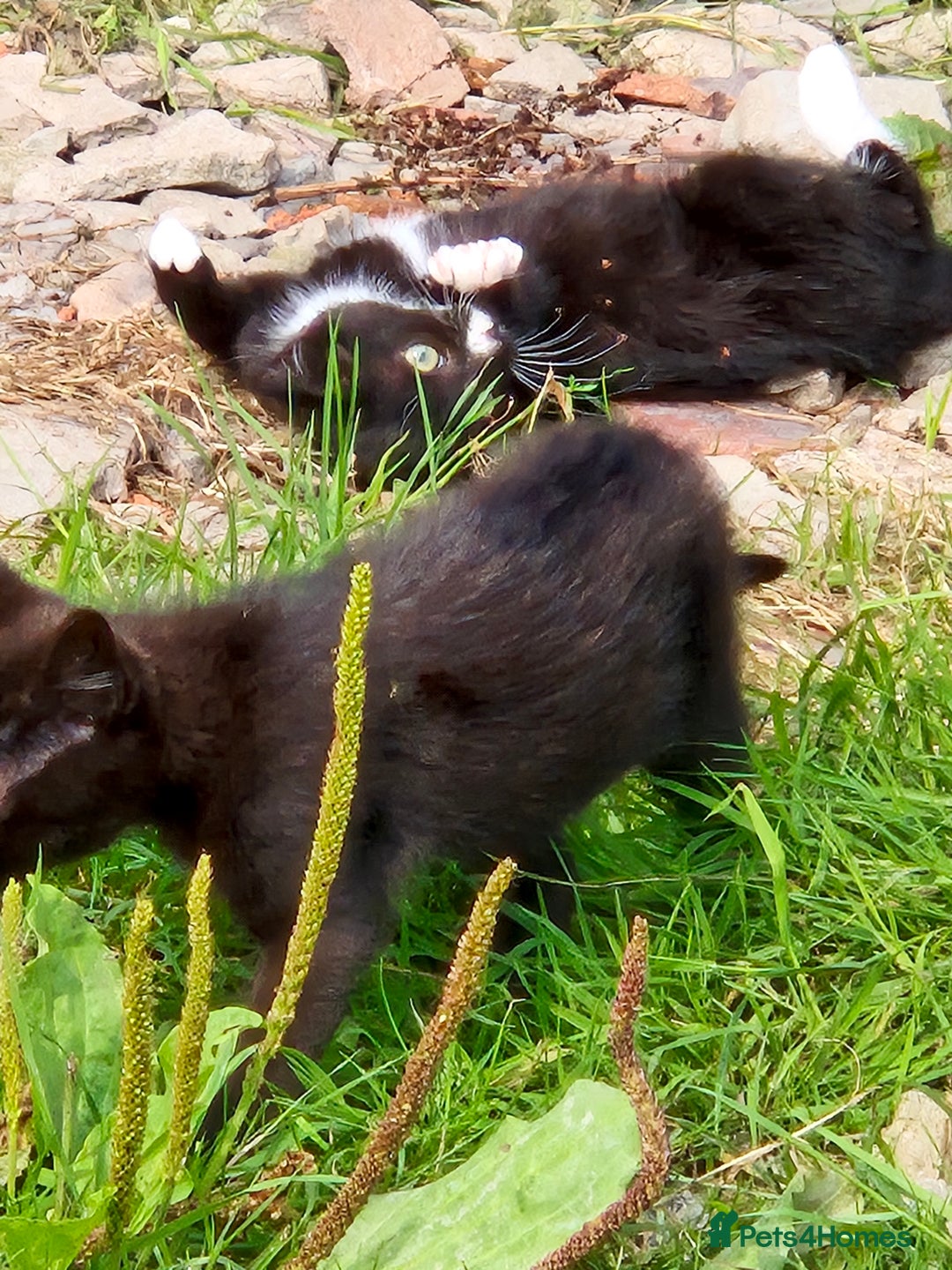 Mixed Breed cats for sale: Lovely  kittens  ready  to go - Image 4