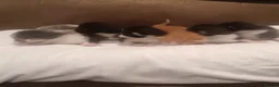 American Shorthair cats for sale: 6 gorgeous mix breed kittens  in Stafford - Advert 9
