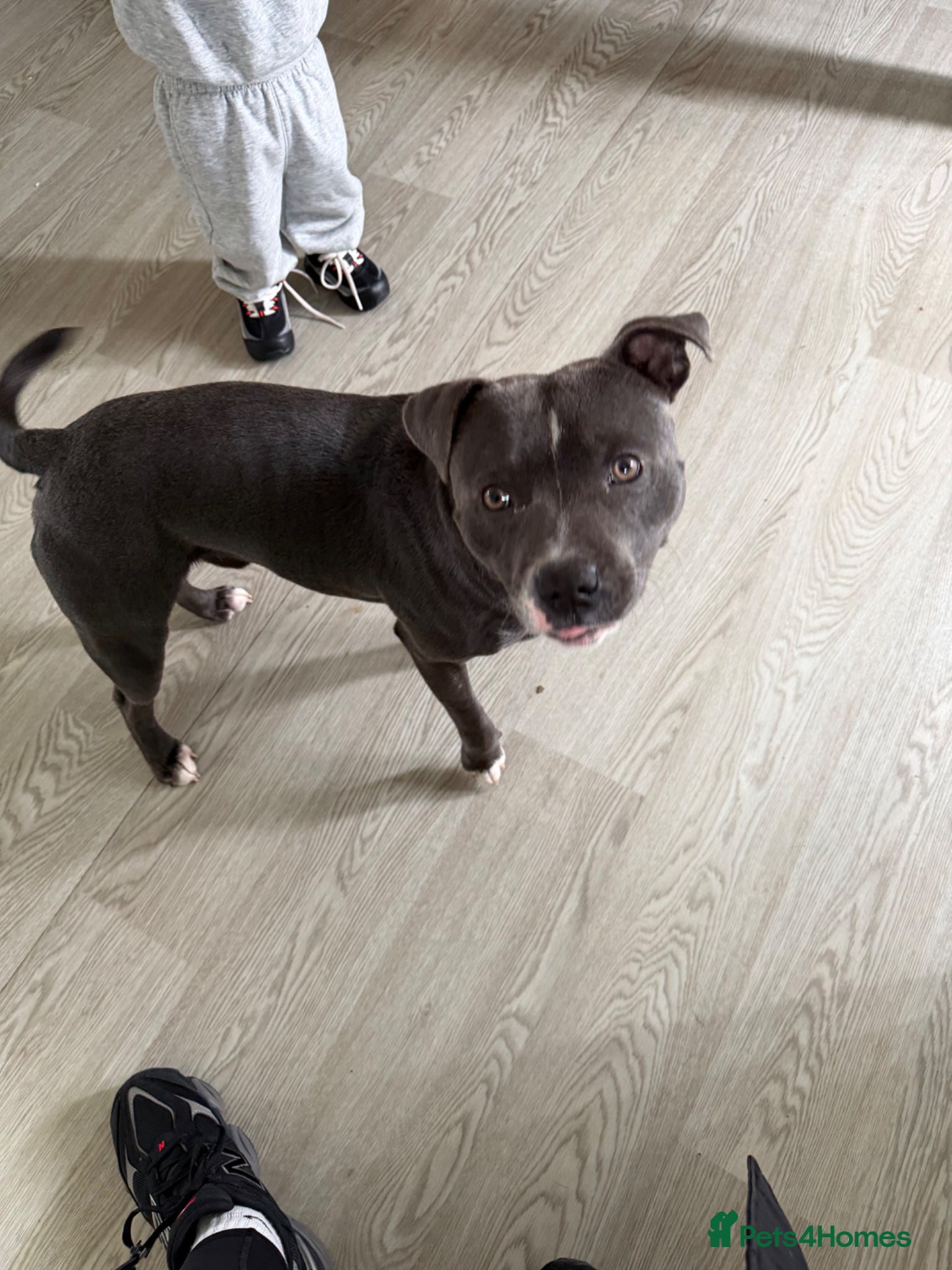 Staffordshire Bull Terrier dogs 10month old staffy - Advert 5