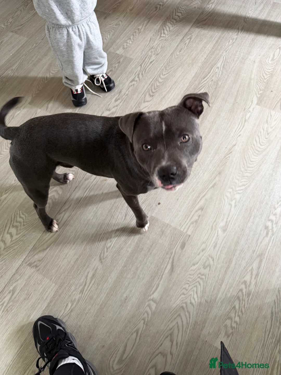 Staffordshire Bull Terrier dogs for sale: 10month old staffy - Advert 1