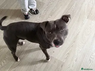 Staffordshire Bull Terrier dogs 10month old staffy - Advert 2