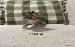 Mixed Breed cats for sale: Beautiful mixed part Siamese kittens  - Image 4