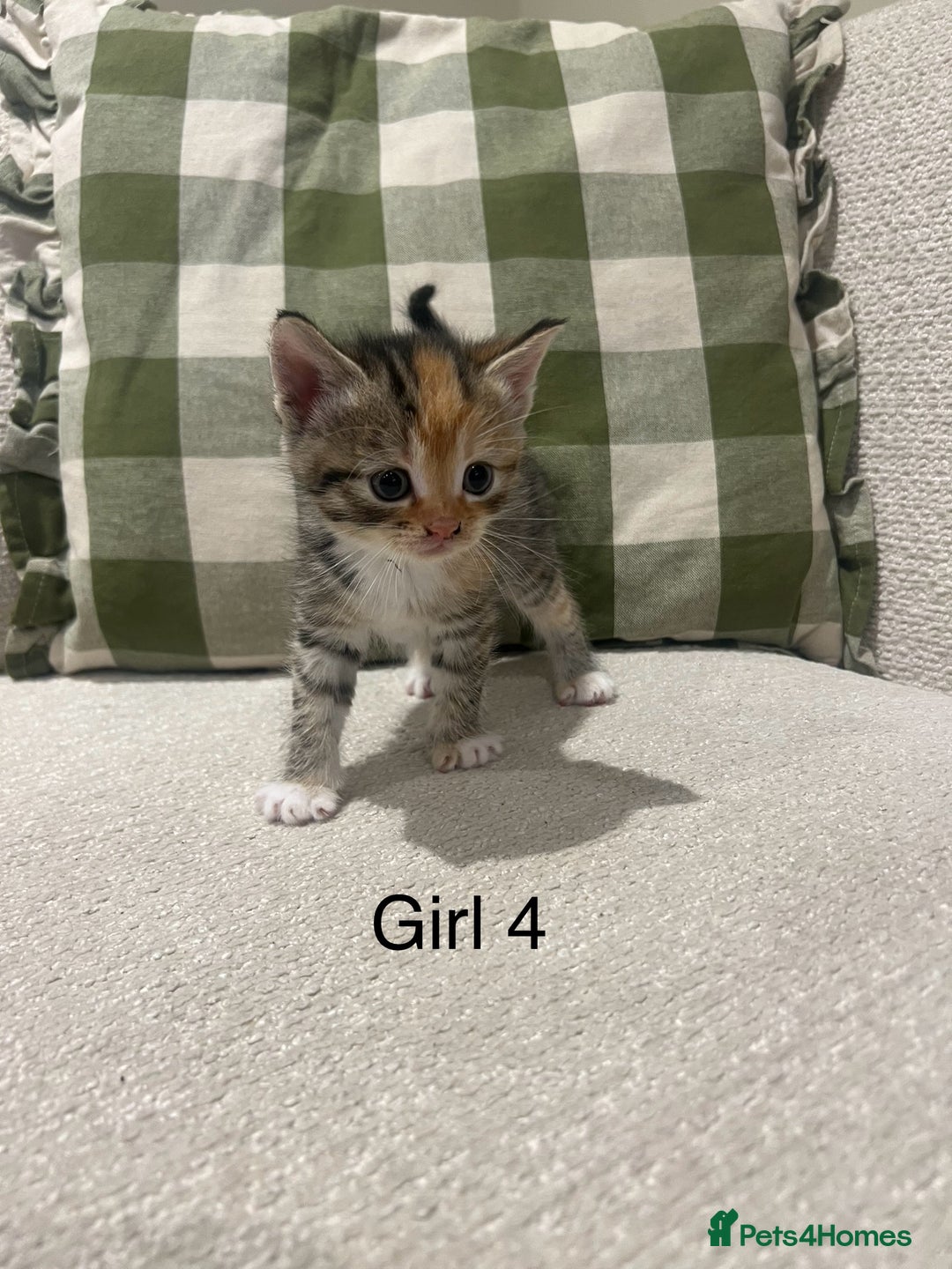 Mixed Breed cats for sale: Beautiful mixed part Siamese kittens  - Image 4