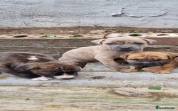 Staffordshire Bull Terrier dogs for sale: Puppies  - Image 10