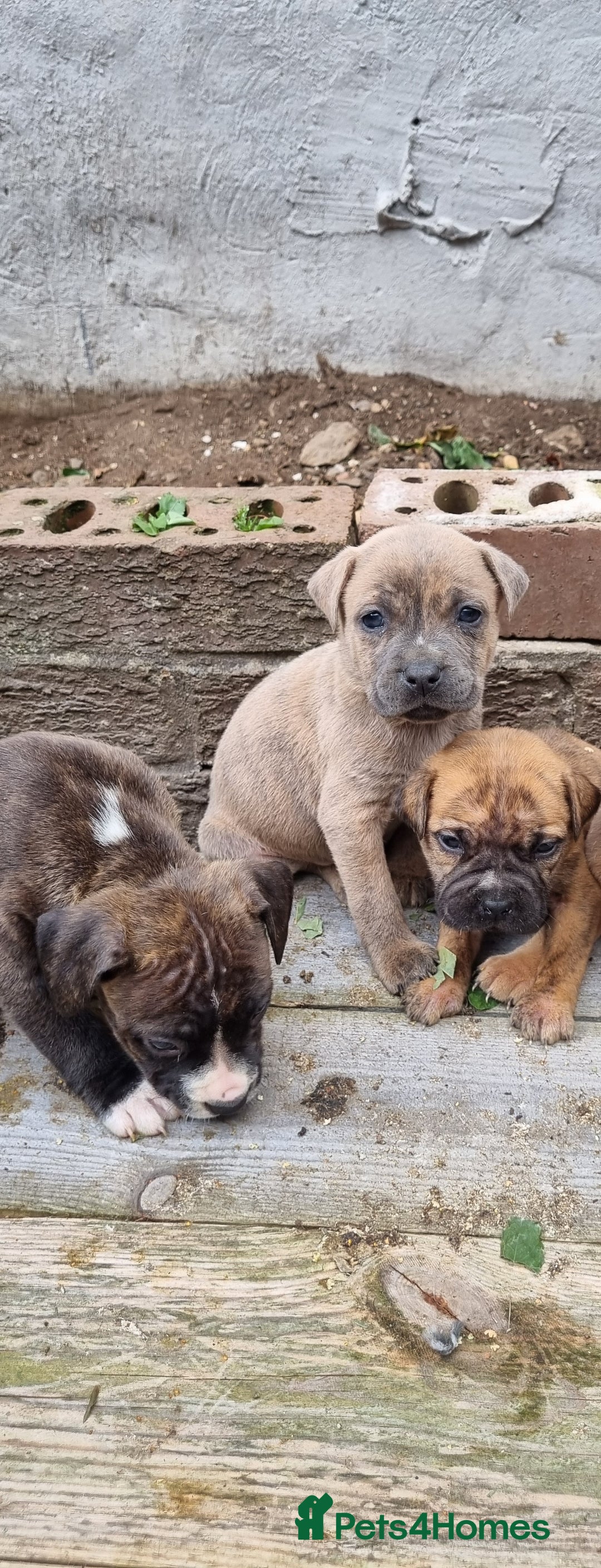 Staffordshire Bull Terrier dogs for sale: Puppies  - Image 10