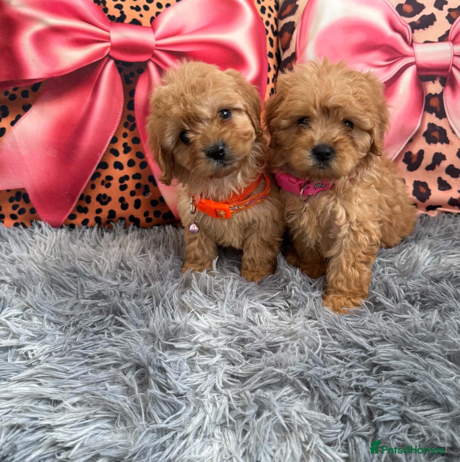 Cavapoo dogs Adorable poppies - Advert 11