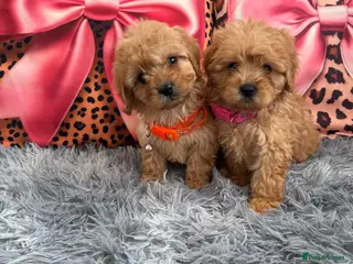 Cavapoo dogs Last girl ready to go - Advert 2