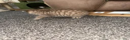 British Shorthair cats for sale: Male BSH golden tabby  - Advert 6