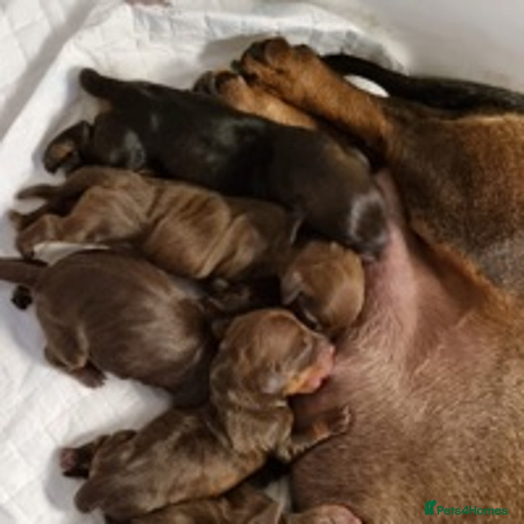 Miniature Dachshund dogs for stud: Miniature Dachshund Stud Kc registered & Pra clear in Stowmarket - Advert 16