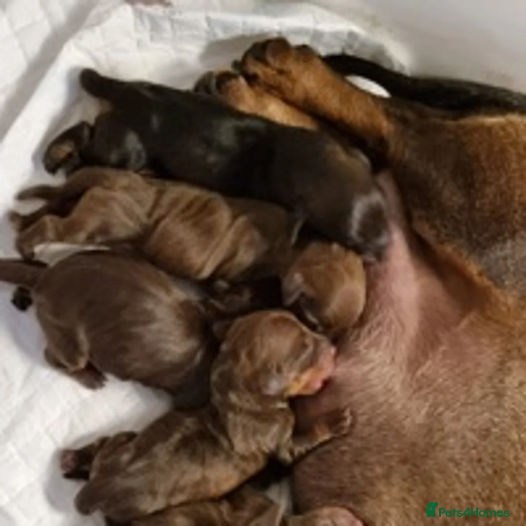 Miniature Dachshund dogs for stud: Miniature Dachshund Stud Kc registered & Pra clear in Stowmarket - Advert 16