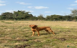 Labrador Retriever dogs for stud: Working KC reg Fox Red Labrador Retriever For Stud in Chelmsford - Image 2