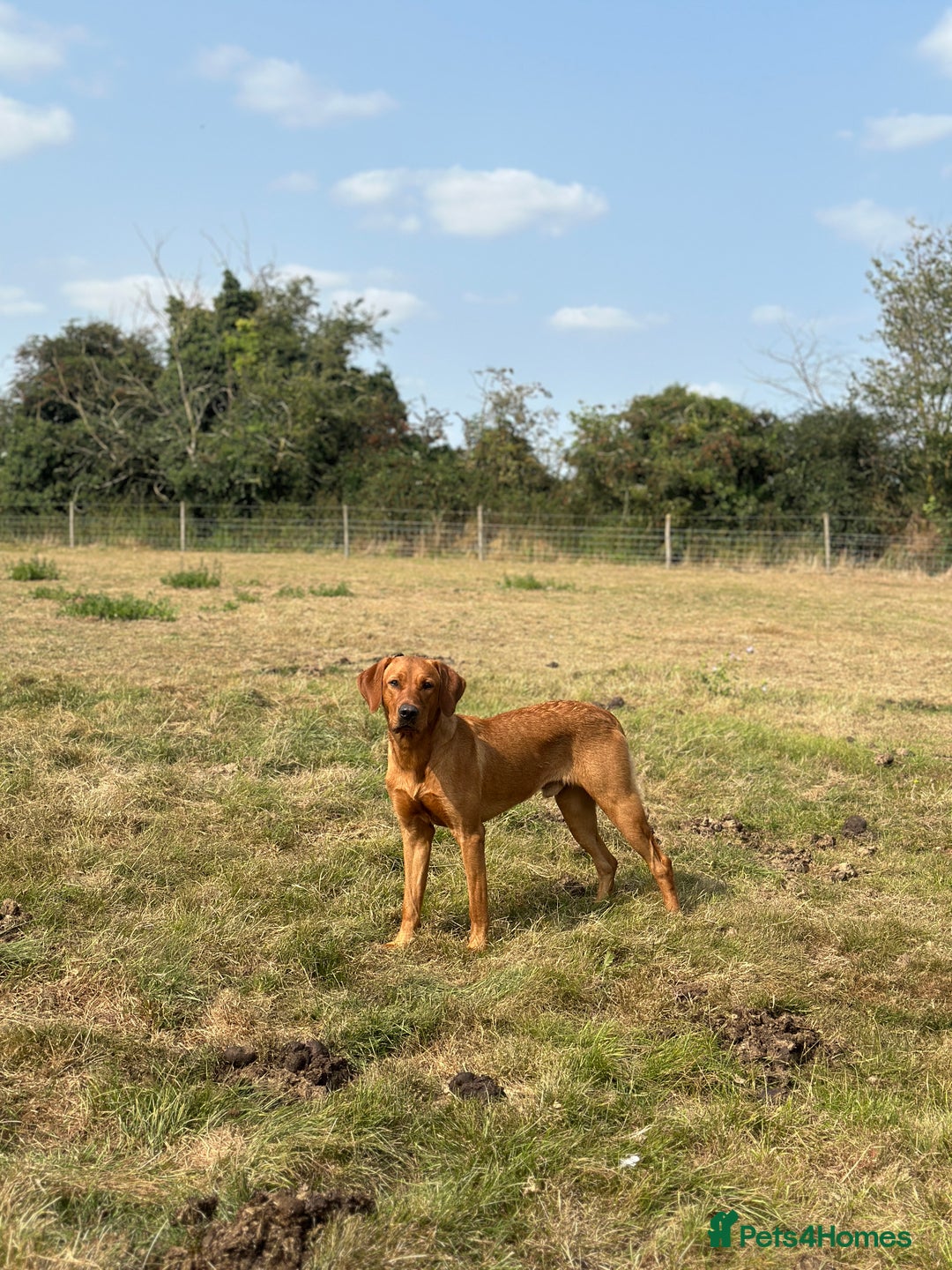 Labrador Retriever dogs for stud: Working KC reg Fox Red Labrador Retriever For Stud in Chelmsford - Image 2