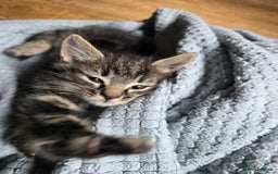 Mixed Breed cats for sale: Beautiful kittens 8 weeks old  - Image 2