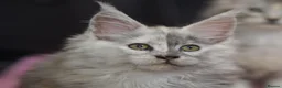 Maine Coon cats for sale: Tica Maine Coon Kittens available for reservation - Advert 6