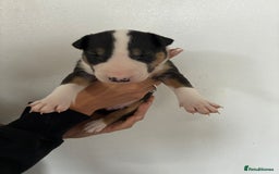 English Bull Terrier dogs for sale: English Bull Terrier puppies🐾KC Registered  - Image 15