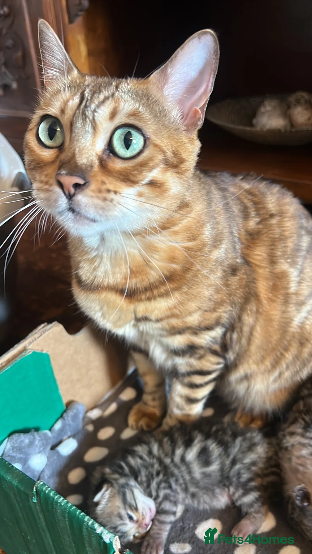 Bengal cats for sale: Bangal x kittens  - Advert 1