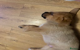 Mixed Breed dogs for sale: 3 x male puppies DDB x  - Image 4