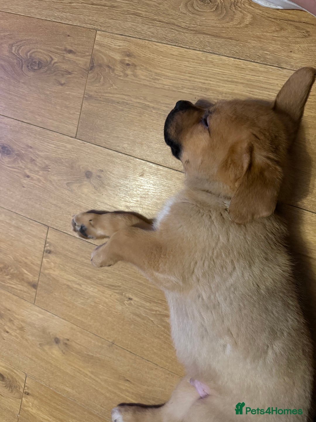 Mixed Breed dogs for sale: 3 x male puppies DDB x  - Image 4