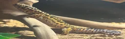 Leopard Gecko reptiles for sale: Leopard gecko  in Ellesmere Port - Advert 3