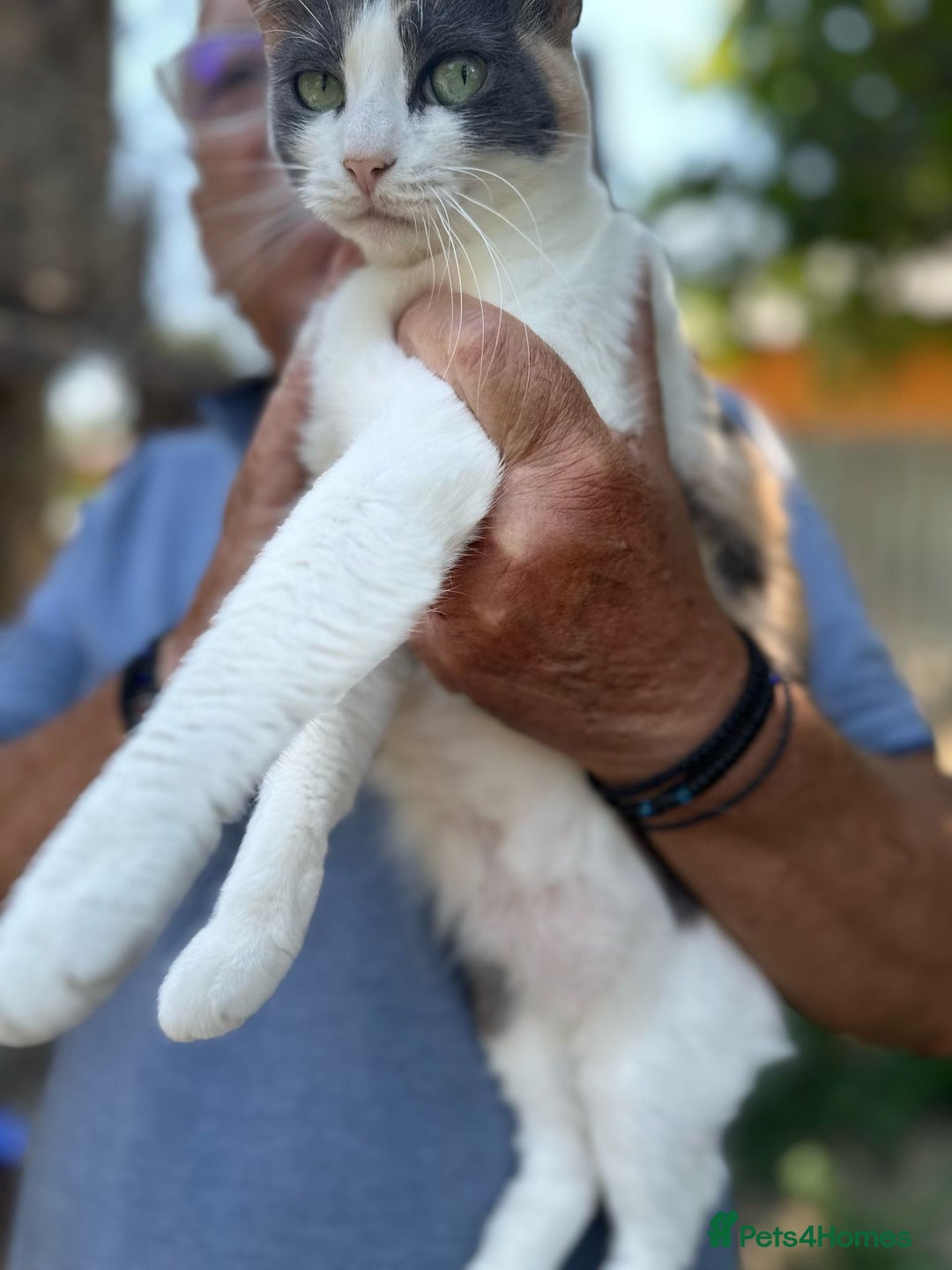 Mixed Breed cats for adoption: TRICKY - a Superb little Cat for a Loving Home - Image 5