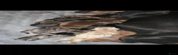 Miniature Dachshund dogs for sale:  Miniature Dachshund Puppies Seeking Loving Homes - Advert 2