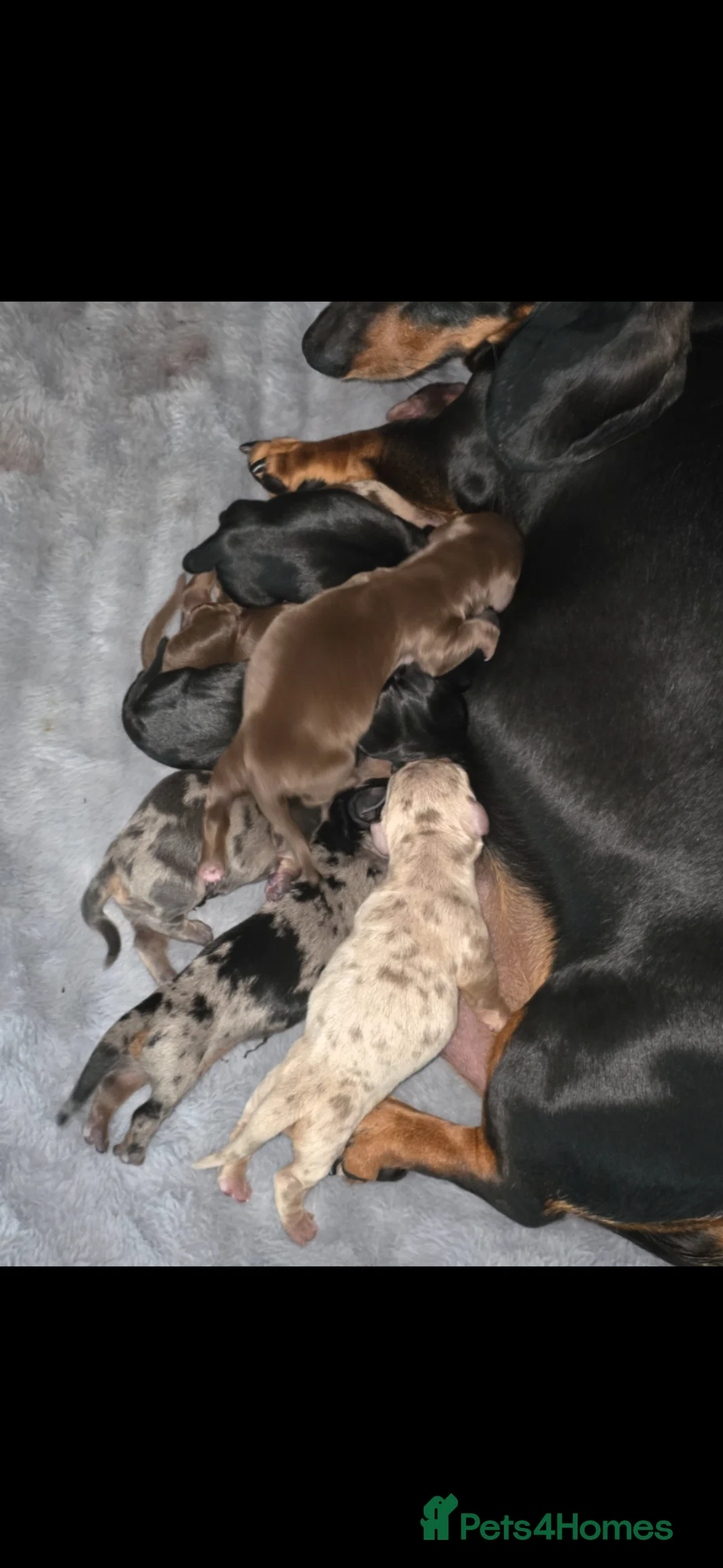 Miniature Dachshund dogs for sale:  Miniature Dachshund Puppies Seeking Loving Homes - Advert 2
