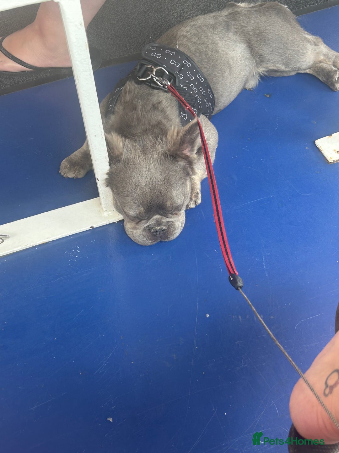 French Bulldog dogs for sale: MALE FRENCHIE LOOKING FOR NEW HOME - Image 6