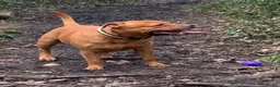 Staffordshire Bull Terrier dogs for stud: For stud- Red Staffordshire bull terrier in Telford - Advert 19