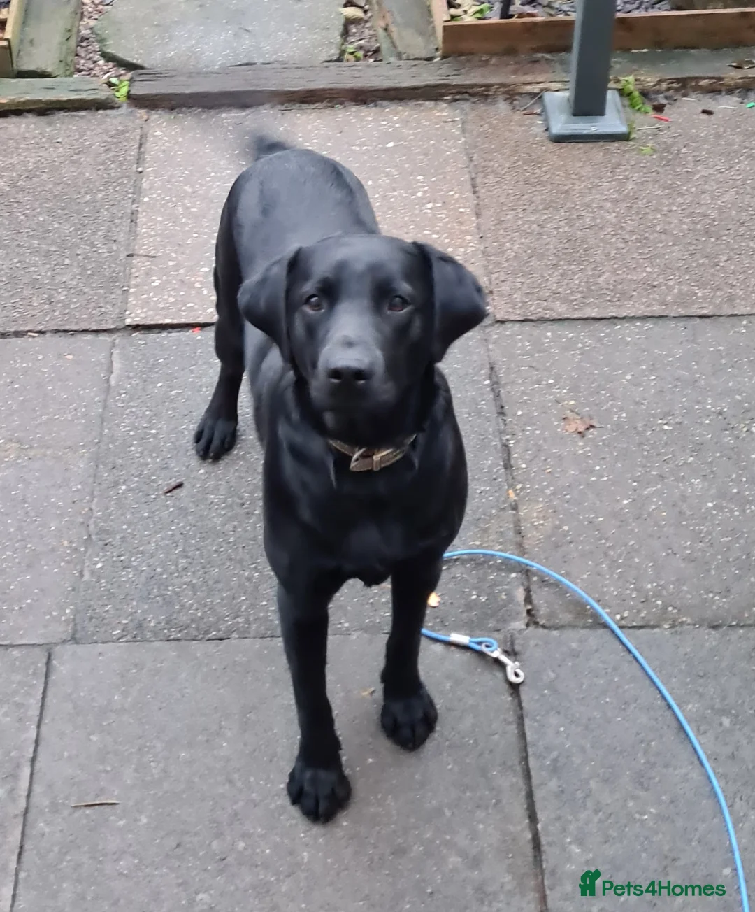 Labrador Retriever dogs for stud: PROVEN LABRADOR FOR STUD PROVEN  in Wolverhampton - Advert 18