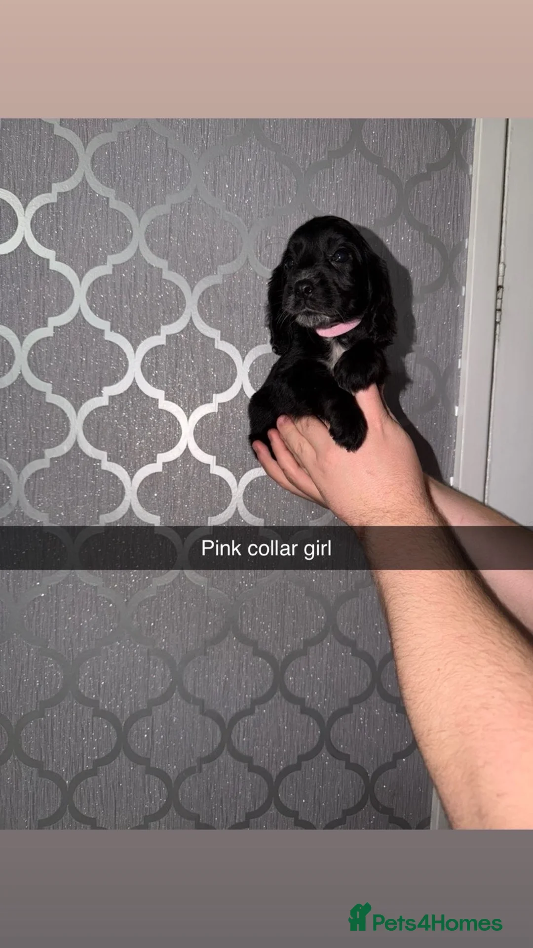 Cocker Spaniel dogs for sale: Beautiful cocker spaniel puppy’s for sale  - Advert 6