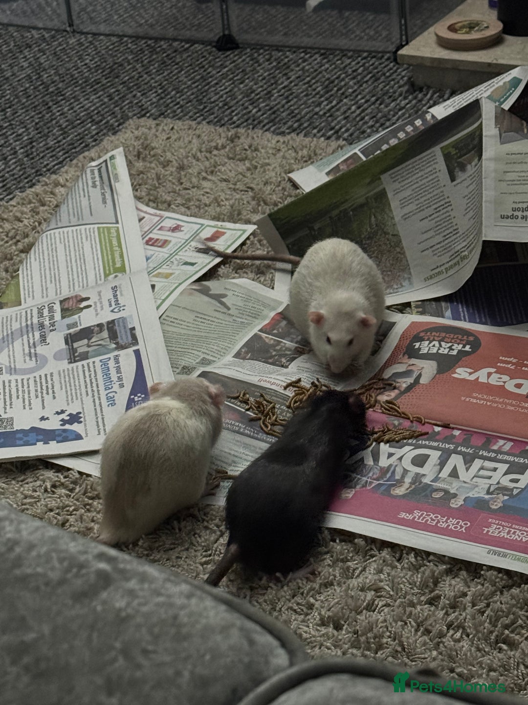 Rat rodents for sale: 4 male rats looking for new home - Advert 1