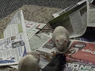 Rat rodents 4 male rats looking for new home - Advert 1